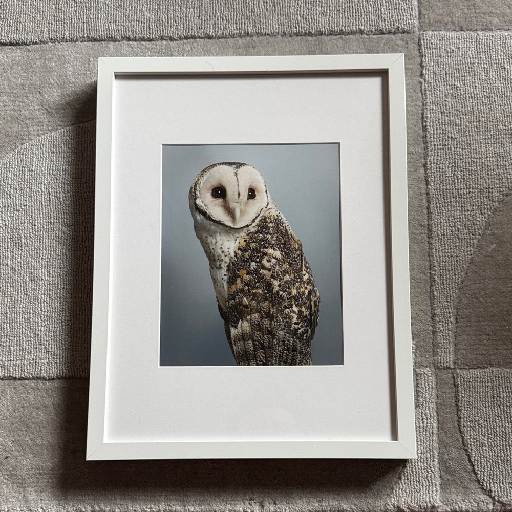 Barn Owl Art Print in White Frame